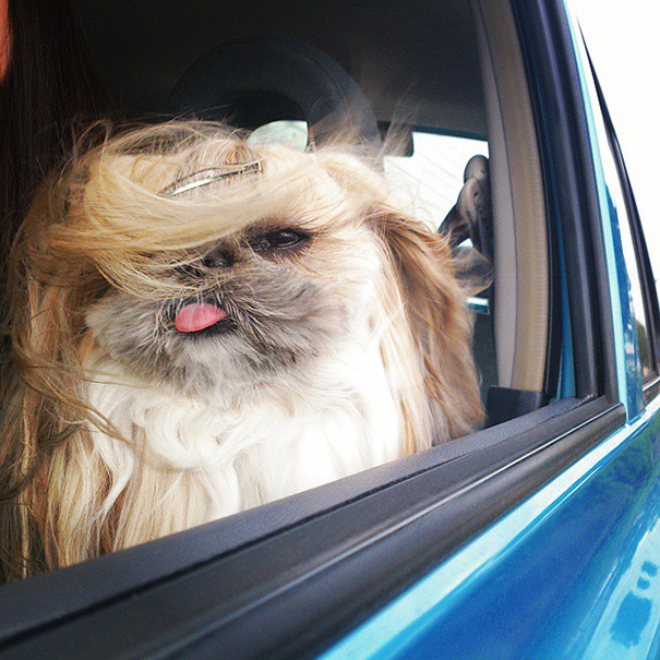 perro-kuma-peinados-diarios-instagram-moemn (9)