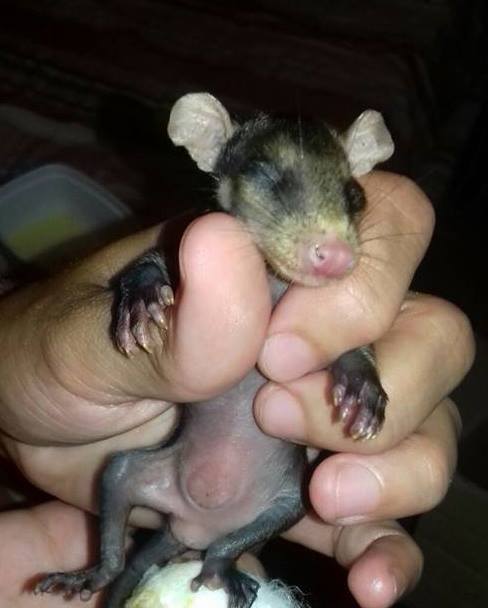 perro-pretinha-adopta-crias-zarigueyas-stephanie-maldonado (1)