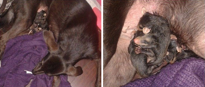 perro-pretinha-adopta-crias-zarigueyas-stephanie-maldonado (2)