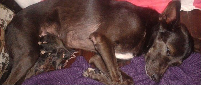 perro-pretinha-adopta-crias-zarigueyas-stephanie-maldonado (3)