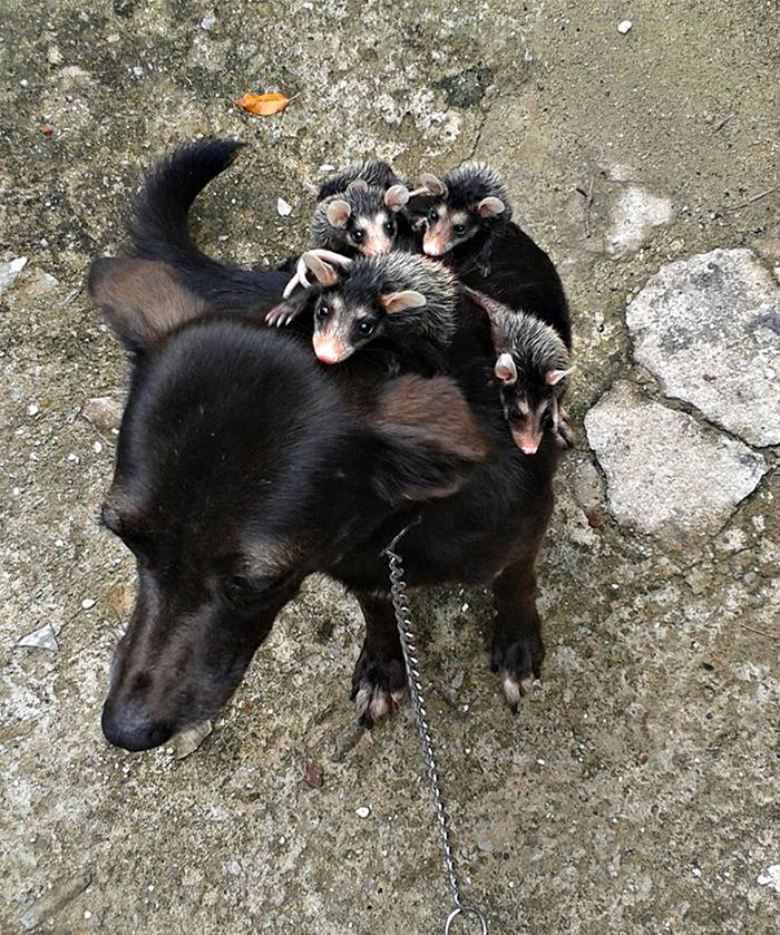 perro-pretinha-adopta-crias-zarigueyas-stephanie-maldonado (4)