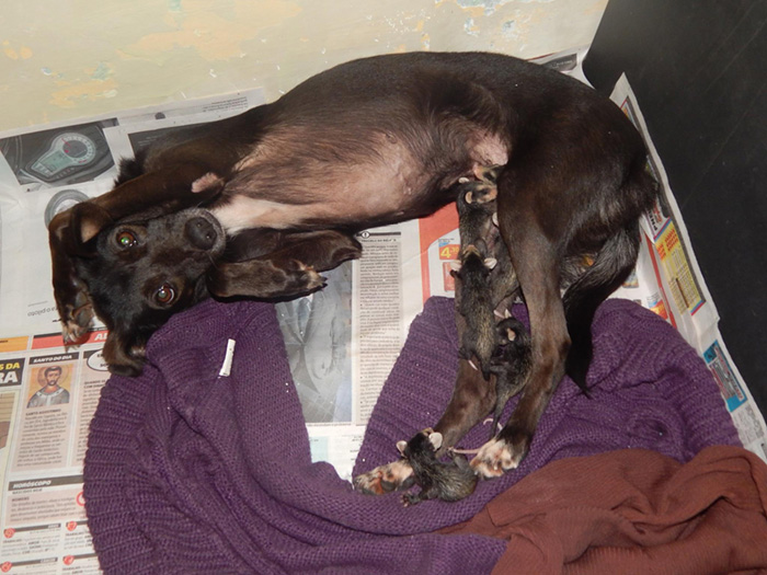 perro-pretinha-adopta-crias-zarigueyas-stephanie-maldonado (5)