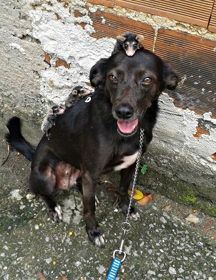 perro-pretinha-adopta-crias-zarigueyas-stephanie-maldonado (7)