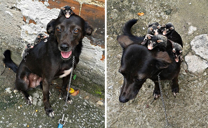 Este perro adopta a unas zarigüeyas huérfanas y les da paseos sobre su lomo