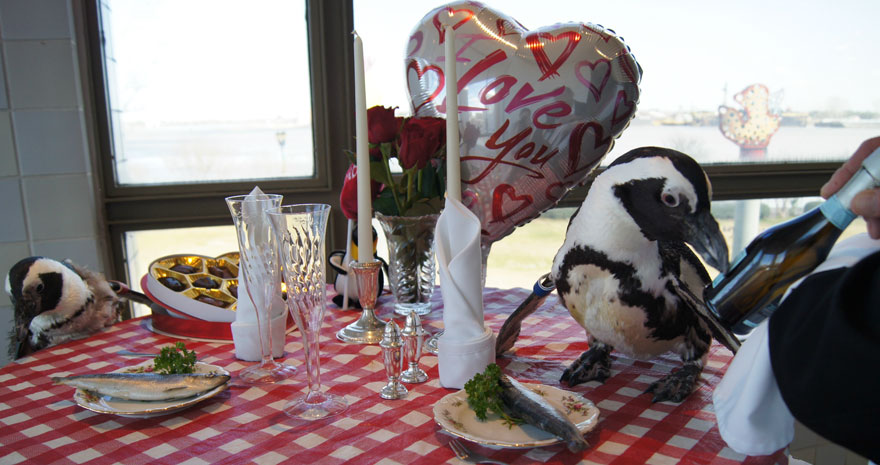 pinguinos-pareja-22-san-valentin-cena-audubon-aquarium (1)