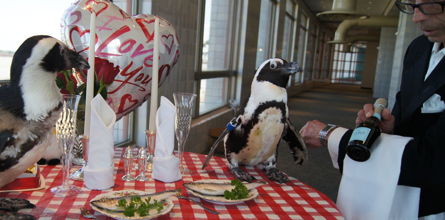 pinguinos-pareja-22-san-valentin-cena-audubon-aquarium (3)