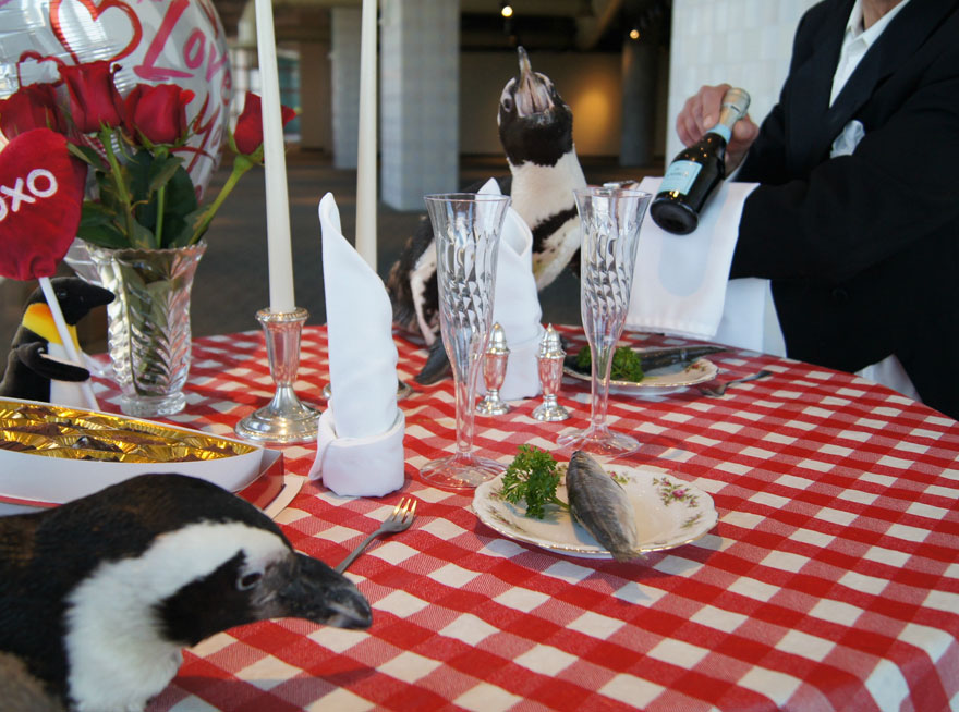 pinguinos-pareja-22-san-valentin-cena-audubon-aquarium (4)