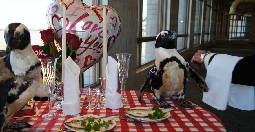 pinguinos-pareja-22-san-valentin-cena-audubon-aquarium (5)