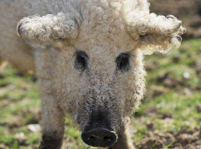 raza-cerdo-lanudo-mangalica (1)