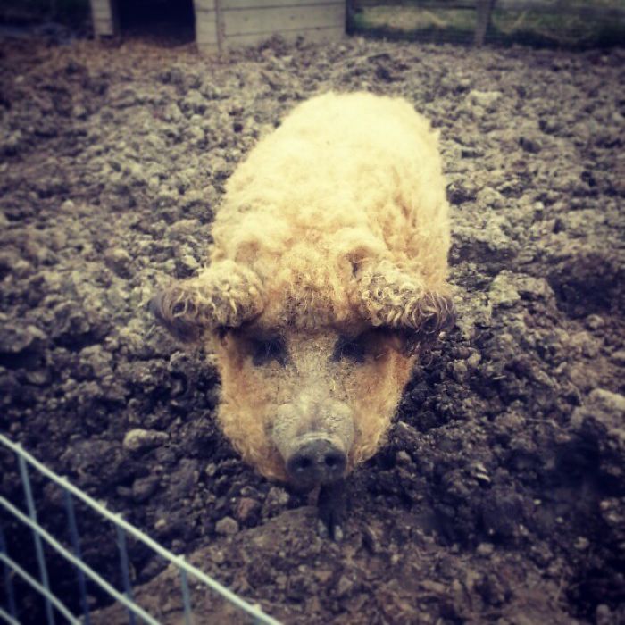 raza-cerdo-lanudo-mangalica (11)