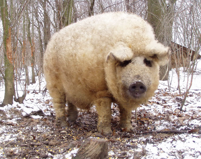 raza-cerdo-lanudo-mangalica (12)
