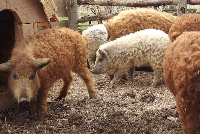 raza-cerdo-lanudo-mangalica (13)