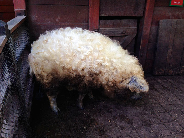 raza-cerdo-lanudo-mangalica (14)