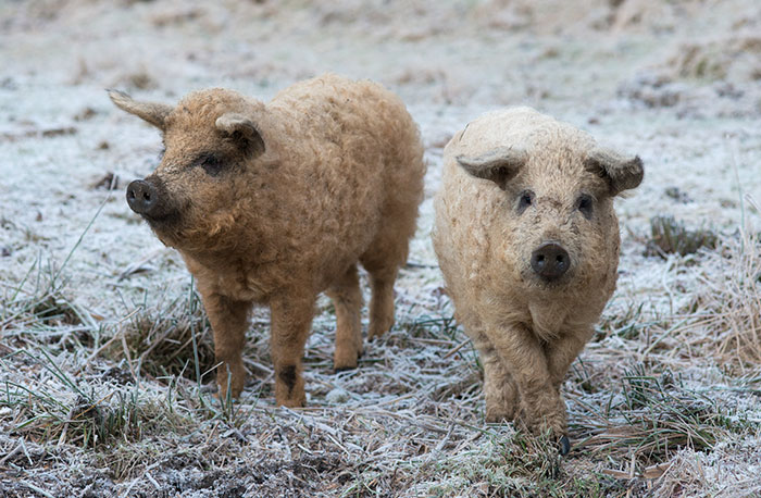 raza-cerdo-lanudo-mangalica (17)