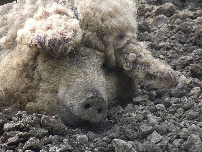 raza-cerdo-lanudo-mangalica (20)