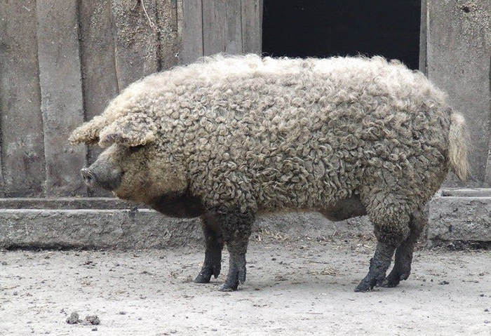 raza-cerdo-lanudo-mangalica (6)