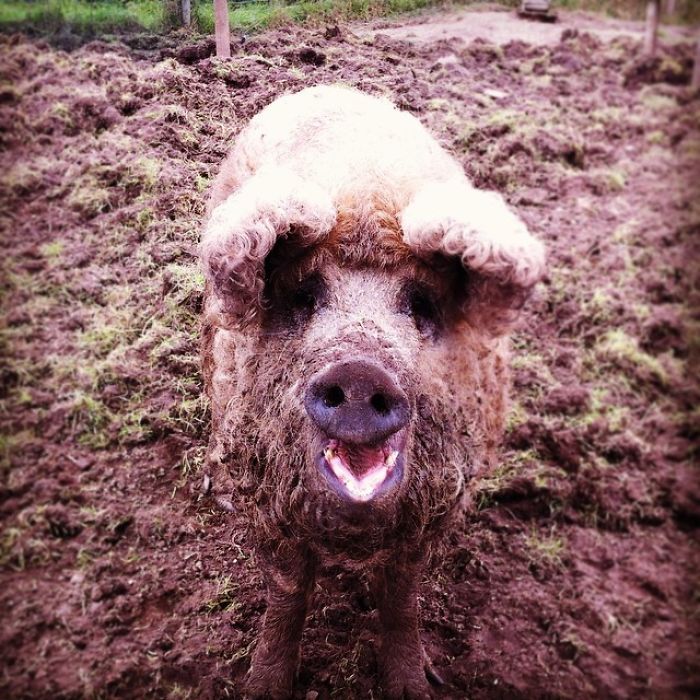 raza-cerdo-lanudo-mangalica (9)
