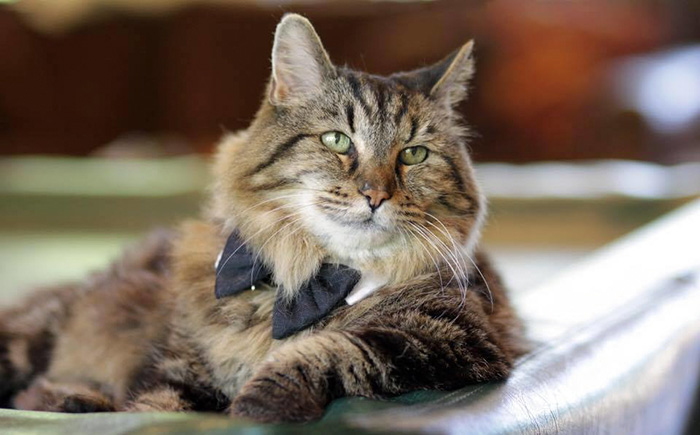 record-gato-viejo-mundo-corduroy (15)
