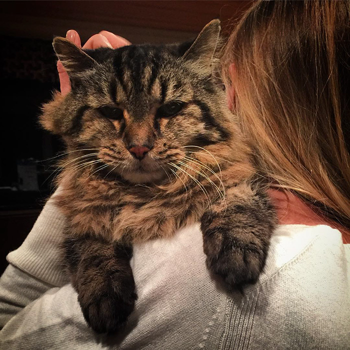 record-gato-viejo-mundo-corduroy (2)
