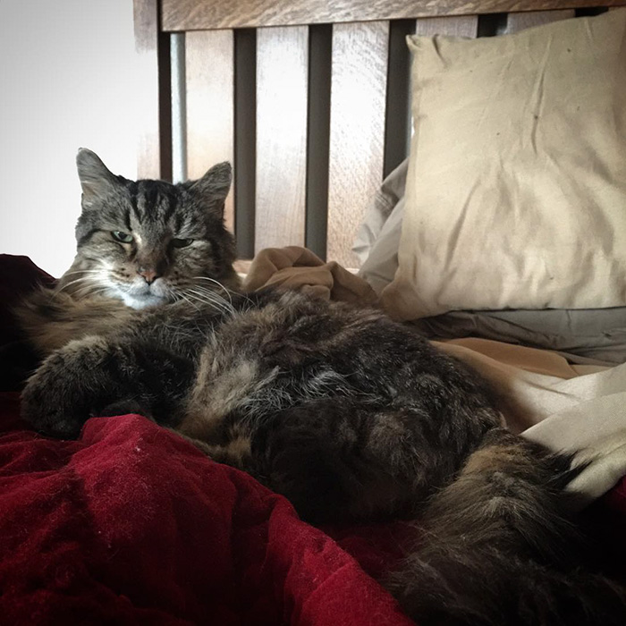 record-gato-viejo-mundo-corduroy (4)