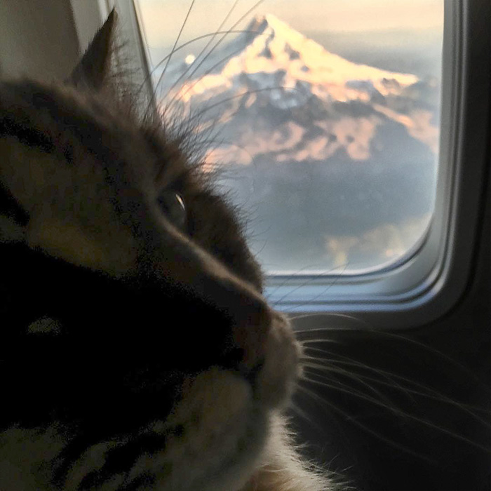 record-gato-viejo-mundo-corduroy (5)