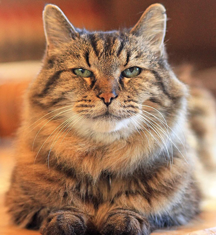 record-gato-viejo-mundo-corduroy (7)
