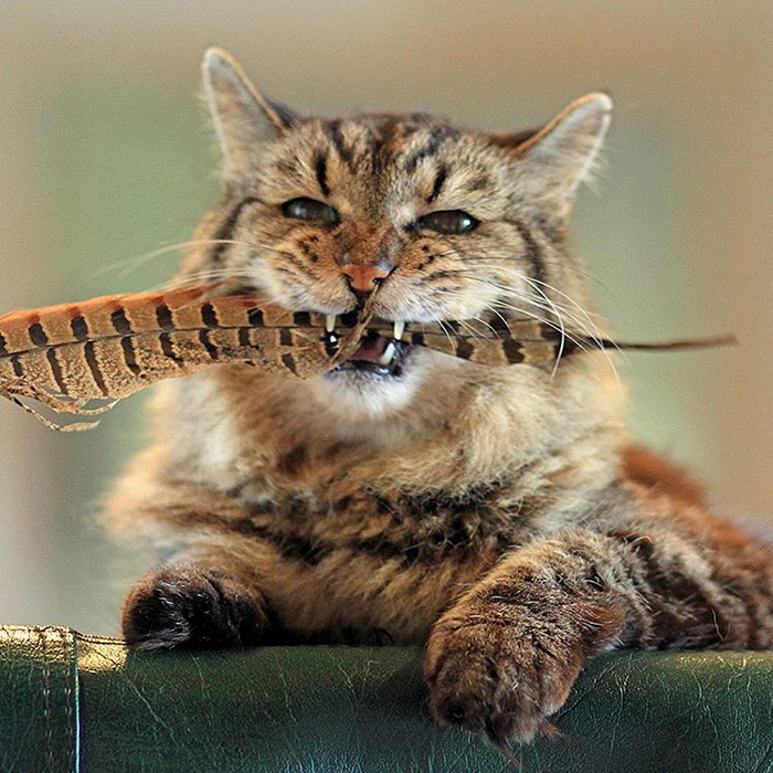 record-gato-viejo-mundo-corduroy (8)