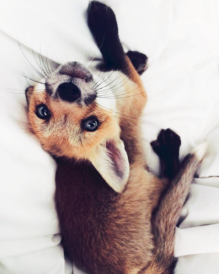 zorro-feliz-juniper-instagram (11)
