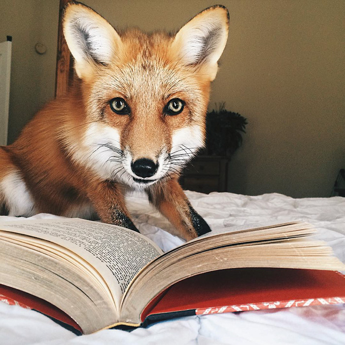 zorro-feliz-juniper-instagram (12)