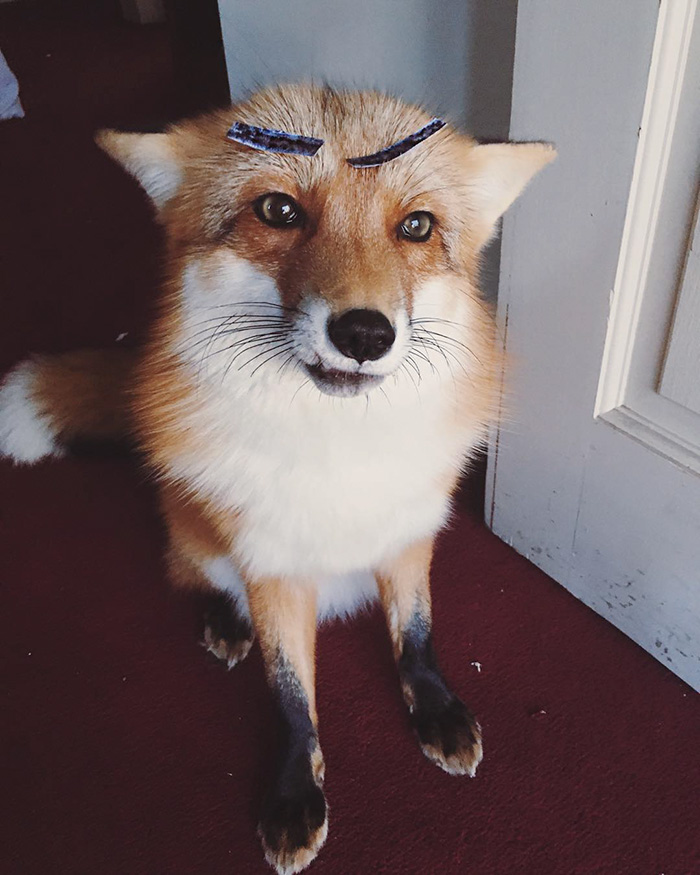 zorro-feliz-juniper-instagram (13)
