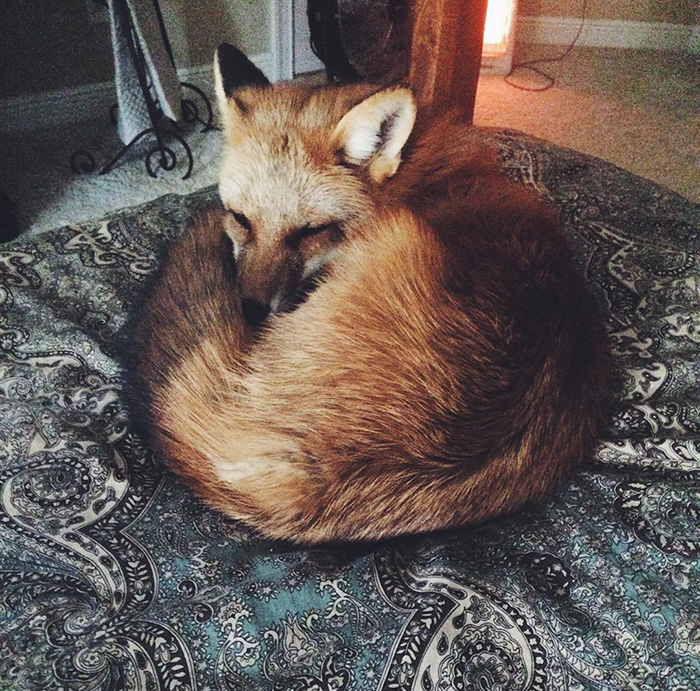 zorro-feliz-juniper-instagram (15)