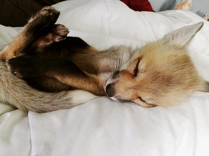 zorro-feliz-juniper-instagram (2)