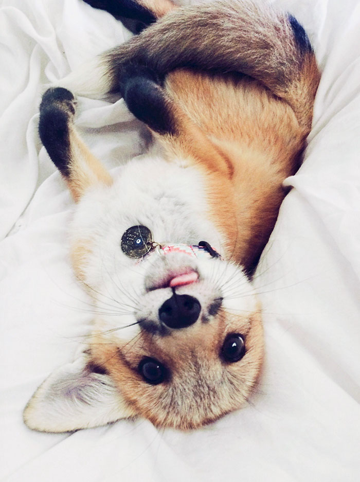 zorro-feliz-juniper-instagram (20)