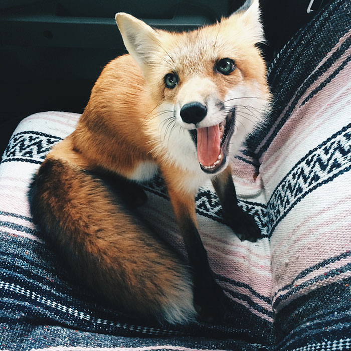 zorro-feliz-juniper-instagram (21)