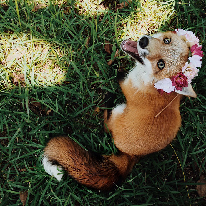 zorro-feliz-juniper-instagram (22)