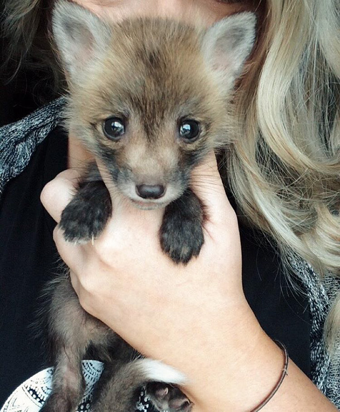 zorro-feliz-juniper-instagram (25)