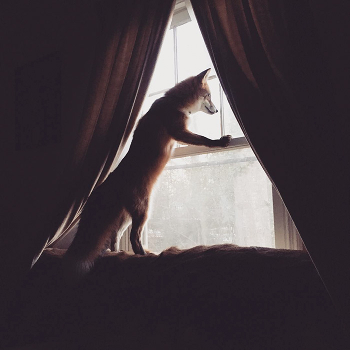 zorro-feliz-juniper-instagram (26)