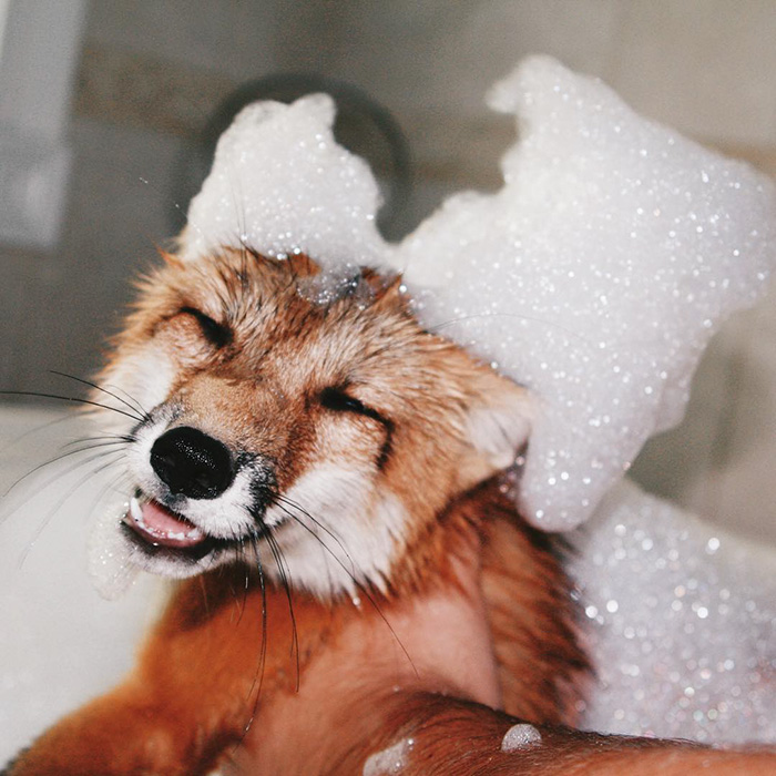 zorro-feliz-juniper-instagram (27)