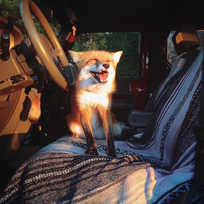 zorro-feliz-juniper-instagram (3)