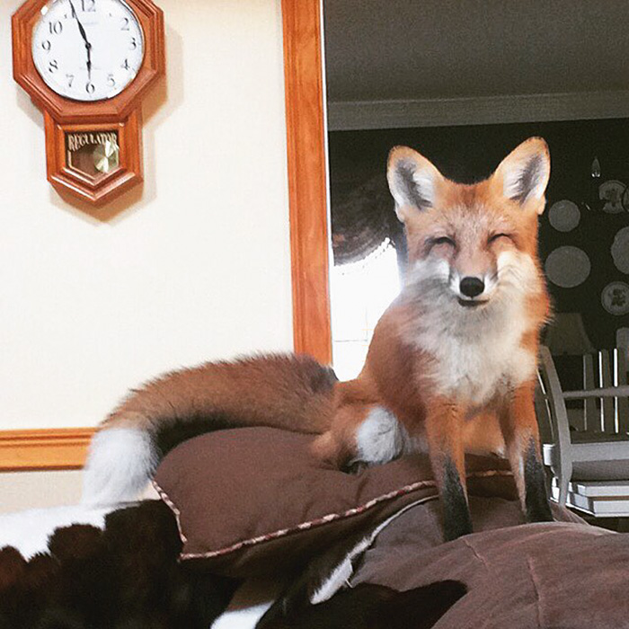 zorro-feliz-juniper-instagram (4)