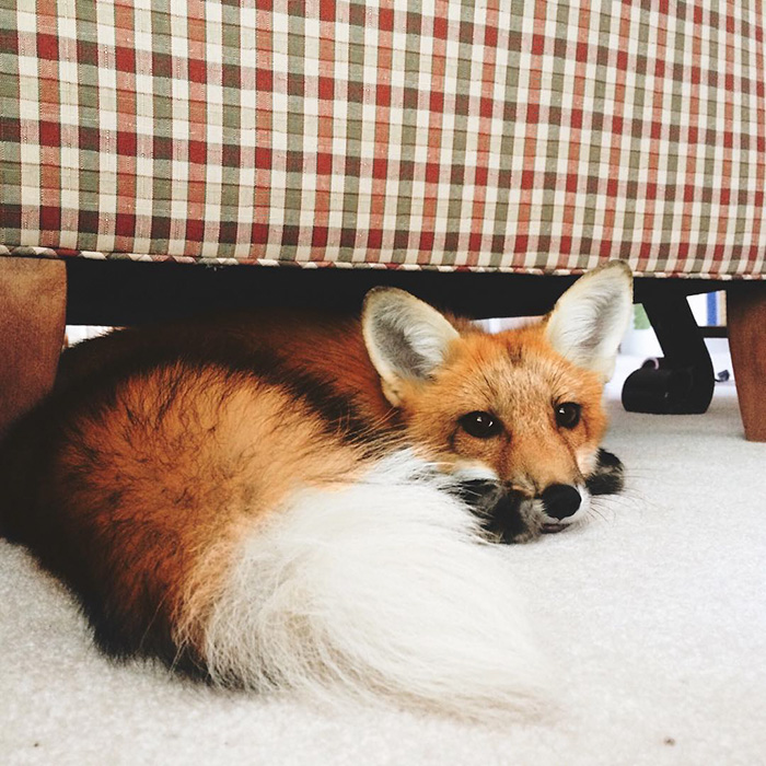 zorro-feliz-juniper-instagram (5)