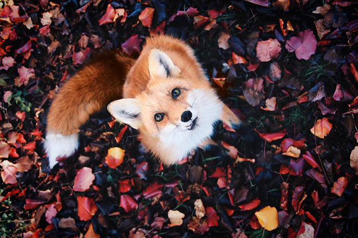 zorro-feliz-juniper-instagram (7)