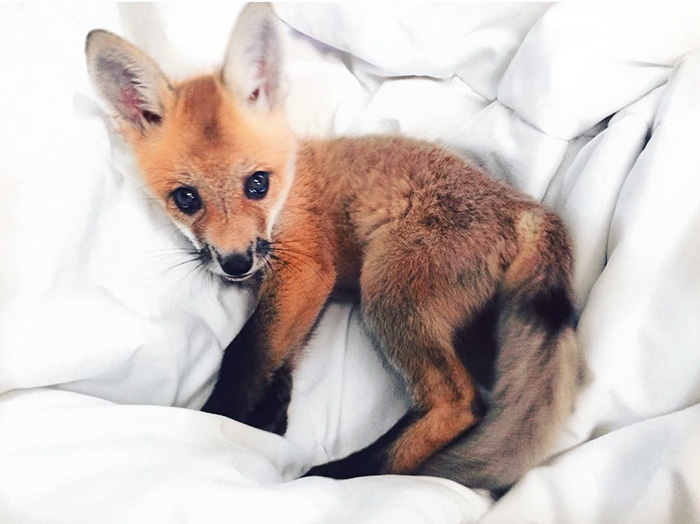 zorro-feliz-juniper-instagram (9)