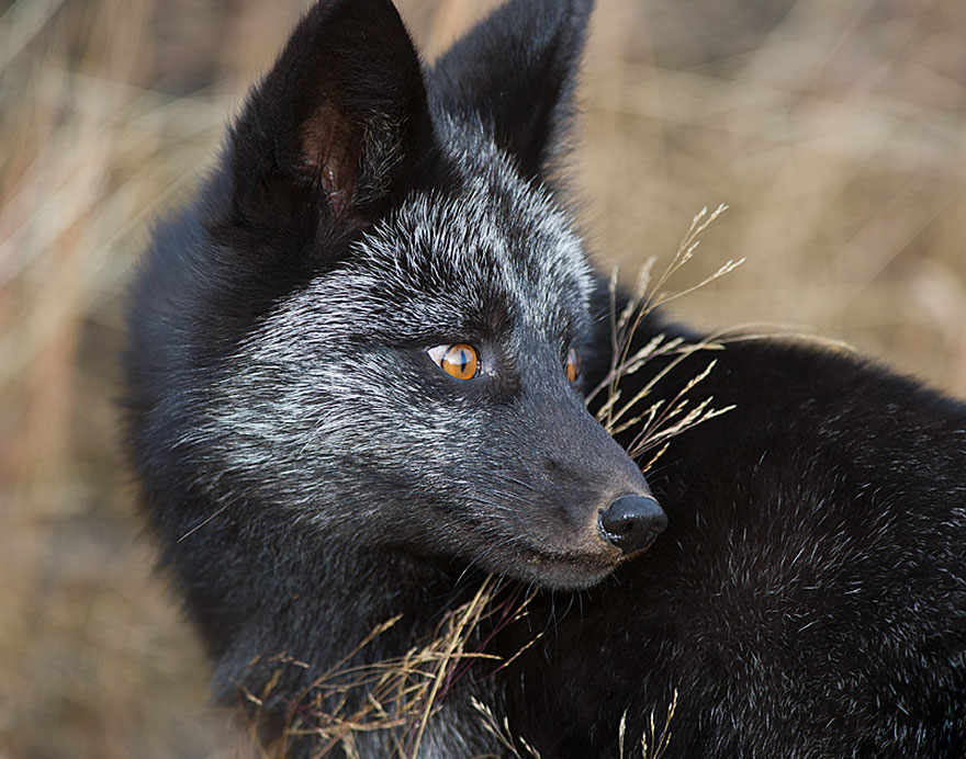 zorro-negro-plateado (14)