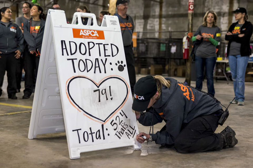 524-perros-gatos-adoptados-evento-aspca (4)