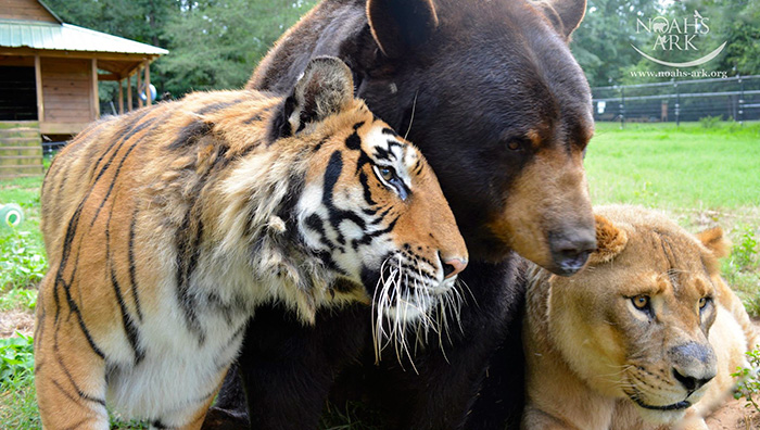 amistad-animal-inusual-oso-leon-tigre-santuario-georgia (2)