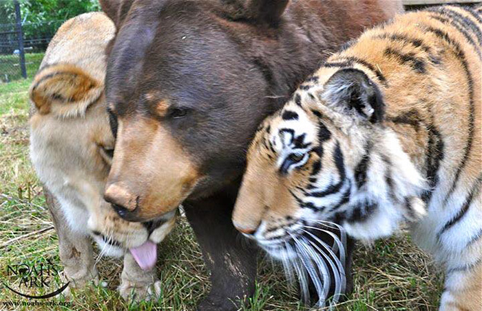 amistad-animal-inusual-oso-leon-tigre-santuario-georgia (6)