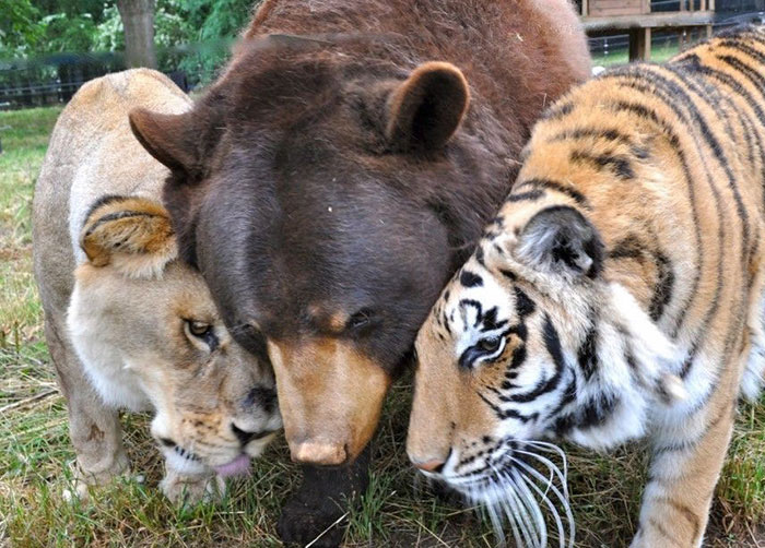 Estos hermanos oso, león y tigre llevan juntos 15 años