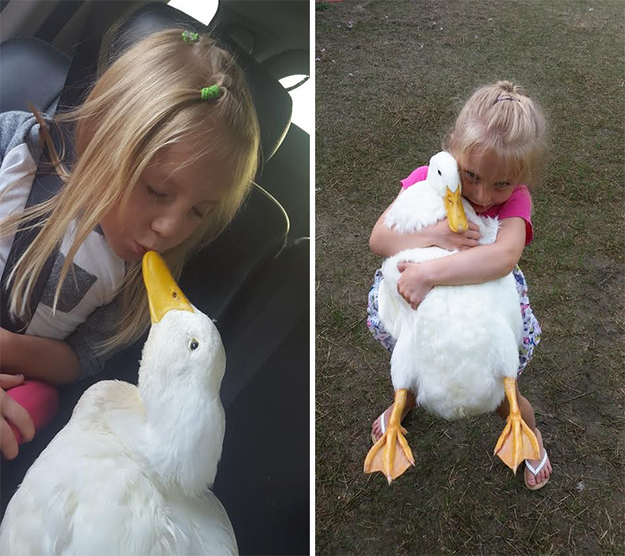 amistad-animal-pato-snowflake-kylie-brown (4)