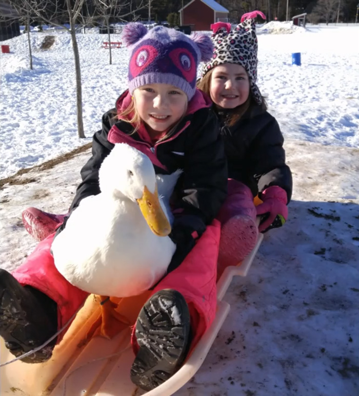 amistad-animal-pato-snowflake-kylie-brown (6)